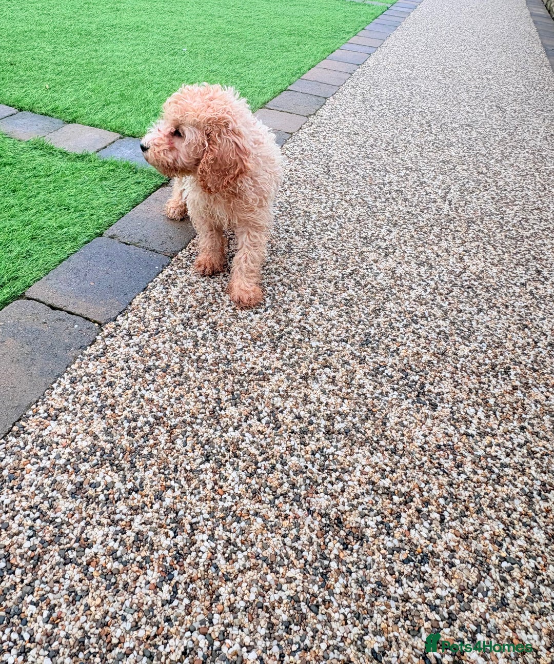 Cockapoo dogs for sale: F1B cockapoo puppy - Advert 3