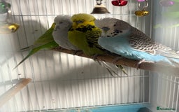 Budgerigars birds for sale: 4 x budgies for sale - Image 1
