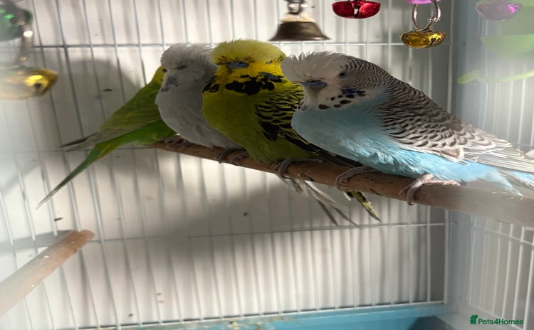 Budgerigars birds - Advert 1