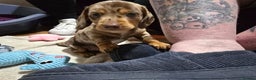 Miniature Dachshund dogs for sale: Two Beautiful Boys - Advert 32