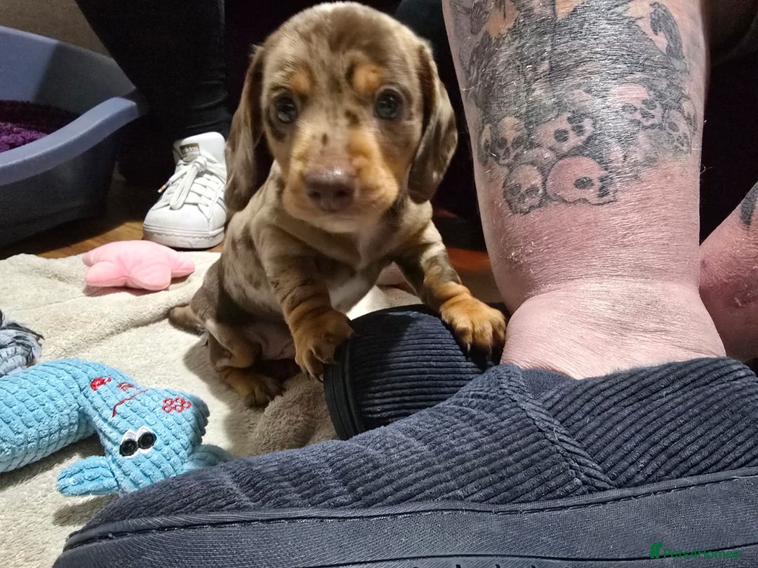 Miniature Dachshund dogs for sale: Two Beautiful Boys - Advert 32
