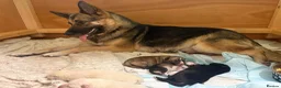 Shepsky dogs for sale: Shepsky Pups in Scarborough - Advert 28