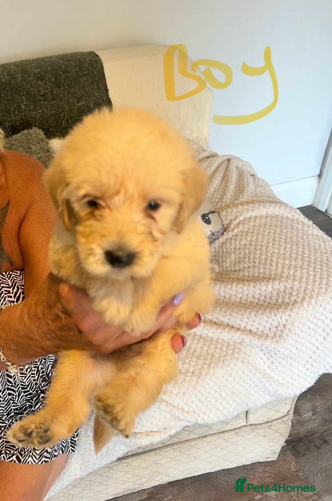 Labradoodle dogs for sale: Labradoodle puppies for sale  - Image 7