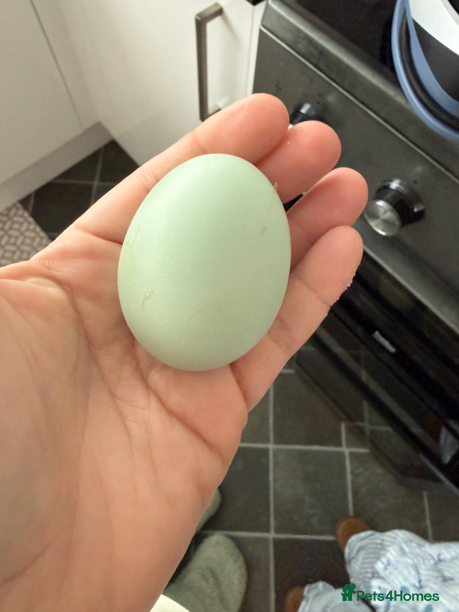 Mixed Breed poultry Hatching Eggs- Ayam Cemani/Araucana/Legbar/Leghorn - Advert 12