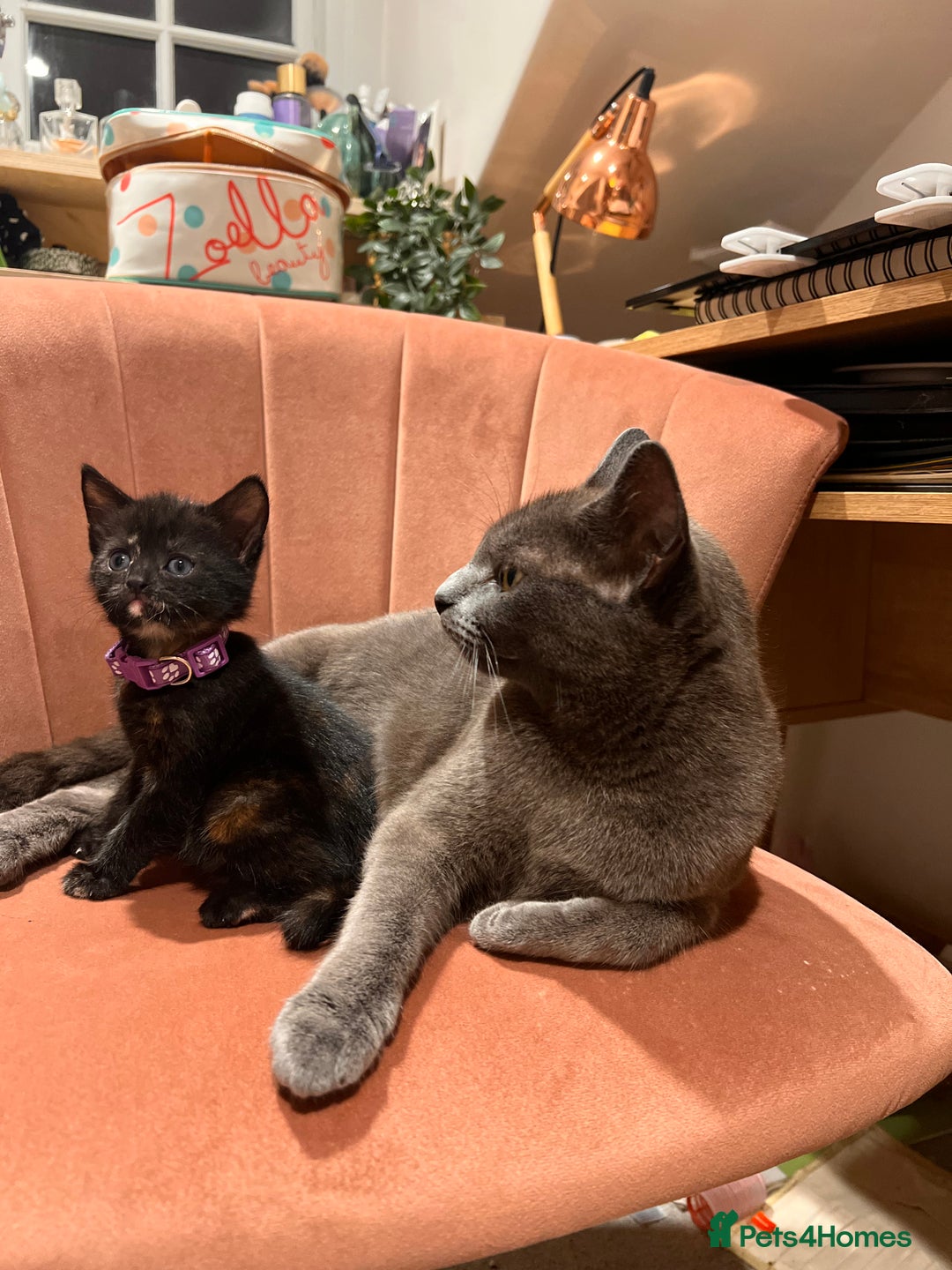 Domestic Shorthair cats for sale: Adorable Tortoiseshell Kittens - Image 24