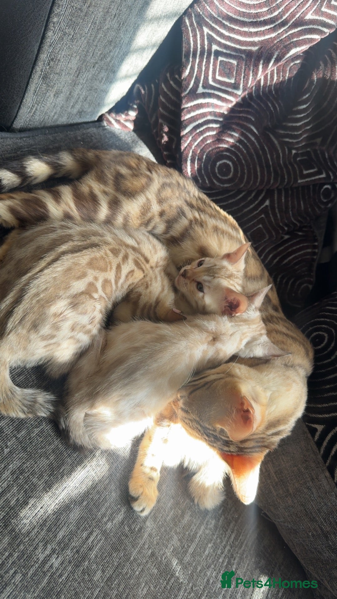 Bengal cats Bengal kittens blue eye snow and a green eye mink - Advert 1