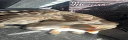 Bengal cats for sale: Bengal kittens blue eye snow and a green eye mink in Bradford - Advert 1
