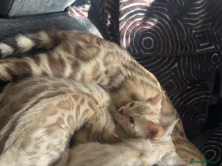 Bengal cats Bengal kittens blue eye snow and a green eye mink - Advert 1
