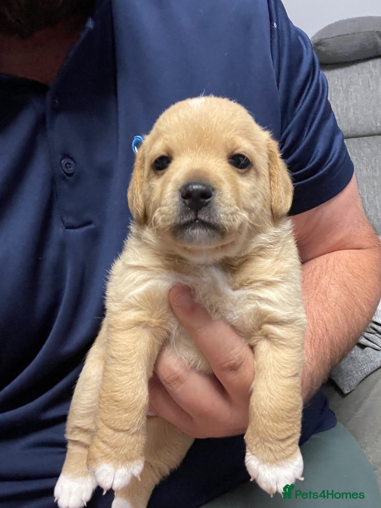 Mixed Breed dogs  ADORABLE PUPPIES LOOKING FOR THEIR FOREVER HOMES - Advert 2