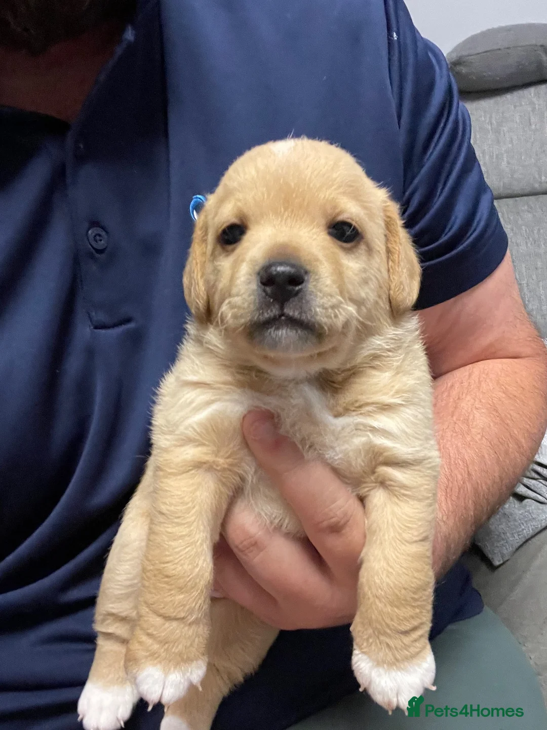 Mixed Breed dogs for sale:  ADORABLE PUPPIES LOOKING FOR THEIR FOREVER HOMES - Advert 2