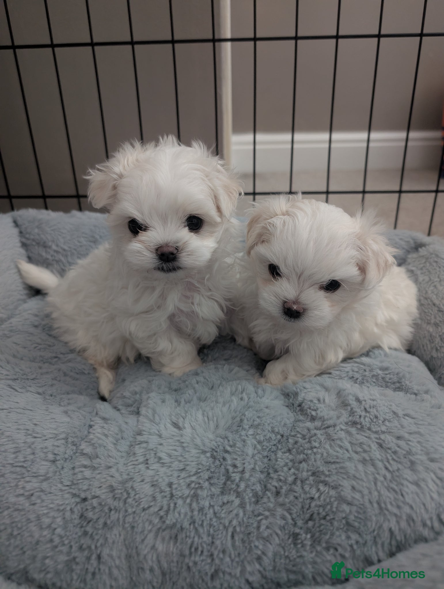 Maltese dogs TOY BOY MALTESE 💙💙 - Advert 13