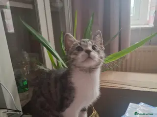 Domestic Shorthair cats Lovely male cat - Advert 17