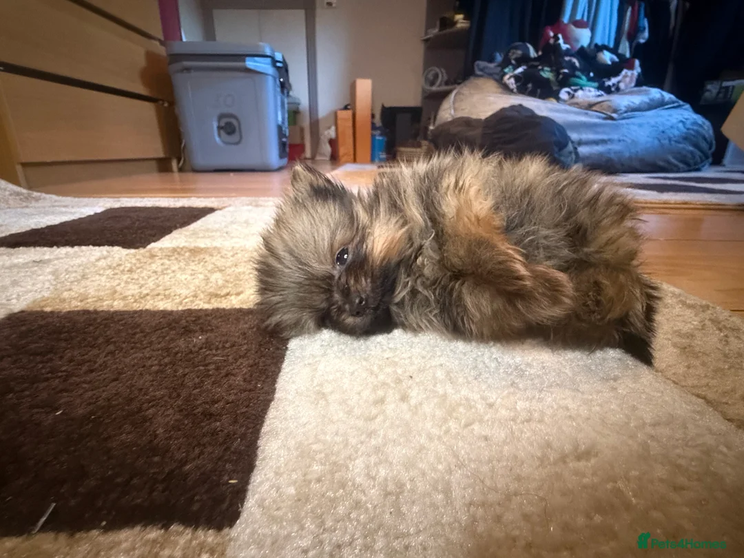 Pomeranian dogs for sale: 🐾 Adorable Merle Pomeranian Puppies for Sale 🐾 - Advert 4