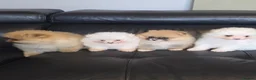 Pomeranian dogs for sale: Absolutely  stunning pomeranian  puppies  - Advert 4