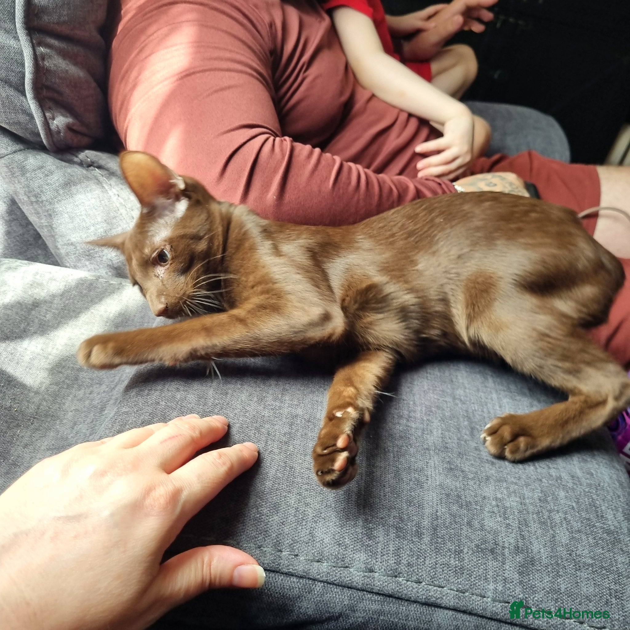 Oriental cats for sale: Chocolate Havana Brown  - Advert 1