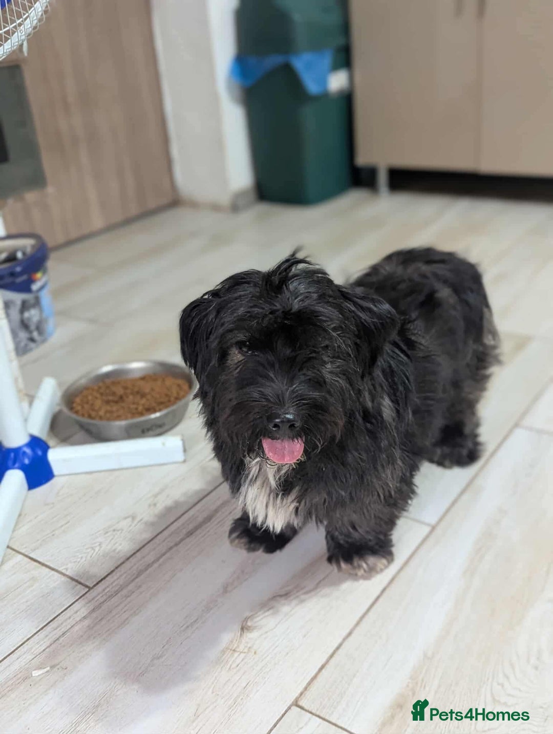 Mixed Breed dogs for adoption: Small playful girl needs a home with another dog - Image 1