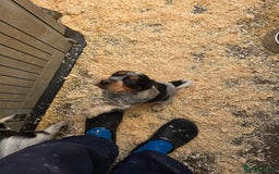 Cocker Spaniel dogs for sale: Kc registered mixed litter - Image 24