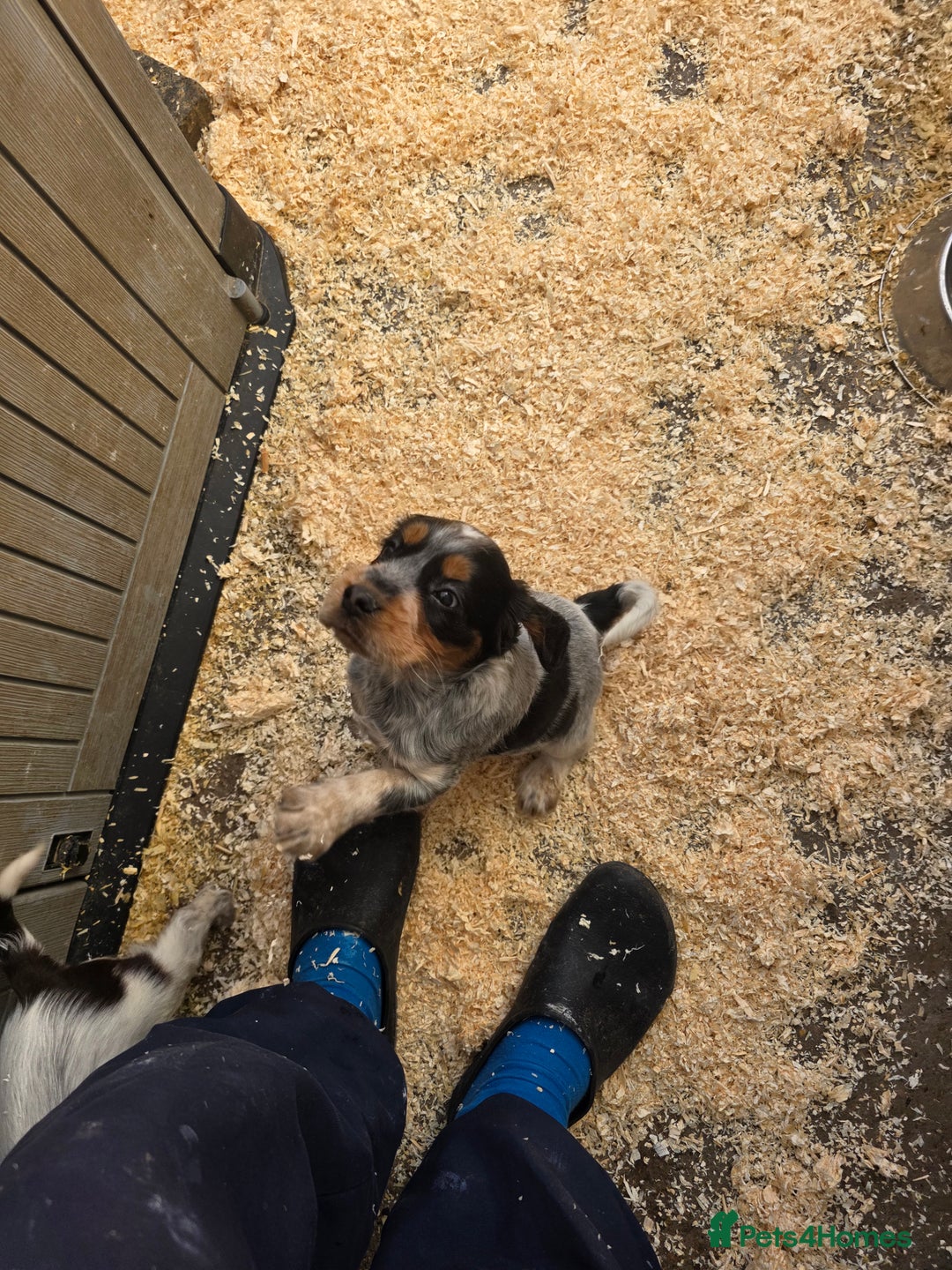 Cocker Spaniel dogs for sale: Kc registered mixed litter - Image 24