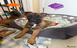 Belgian Shepherd Dog dogs for sale: Belgian Malinois puppies🐾 - Image 13