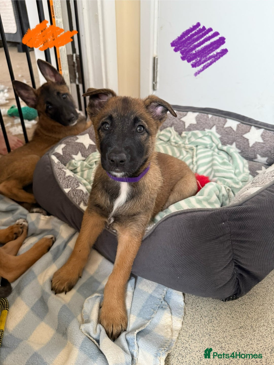 Belgian Shepherd Dog dogs for sale: Belgian Malinois puppies🐾 - Image 13