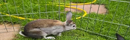 Rex rabbits for sale: 5 mini rex ready to leave now! - Advert 2