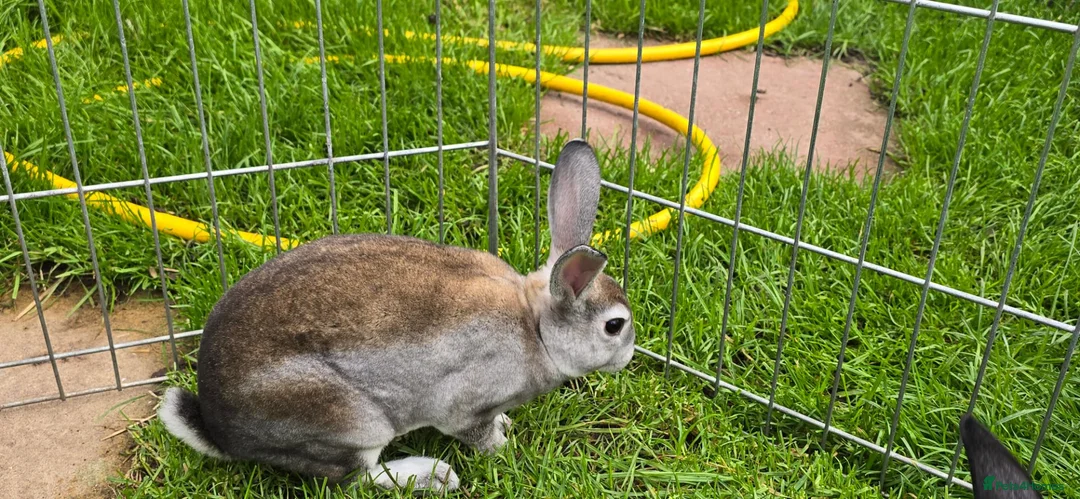 Rex rabbits for sale: 5 mini rex ready to leave now! - Advert 2