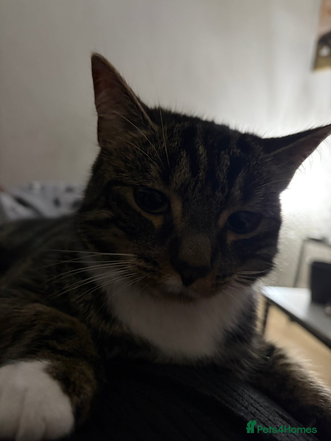 Mixed Breed cats for sale: Gorgeous Naala  - Advert 3