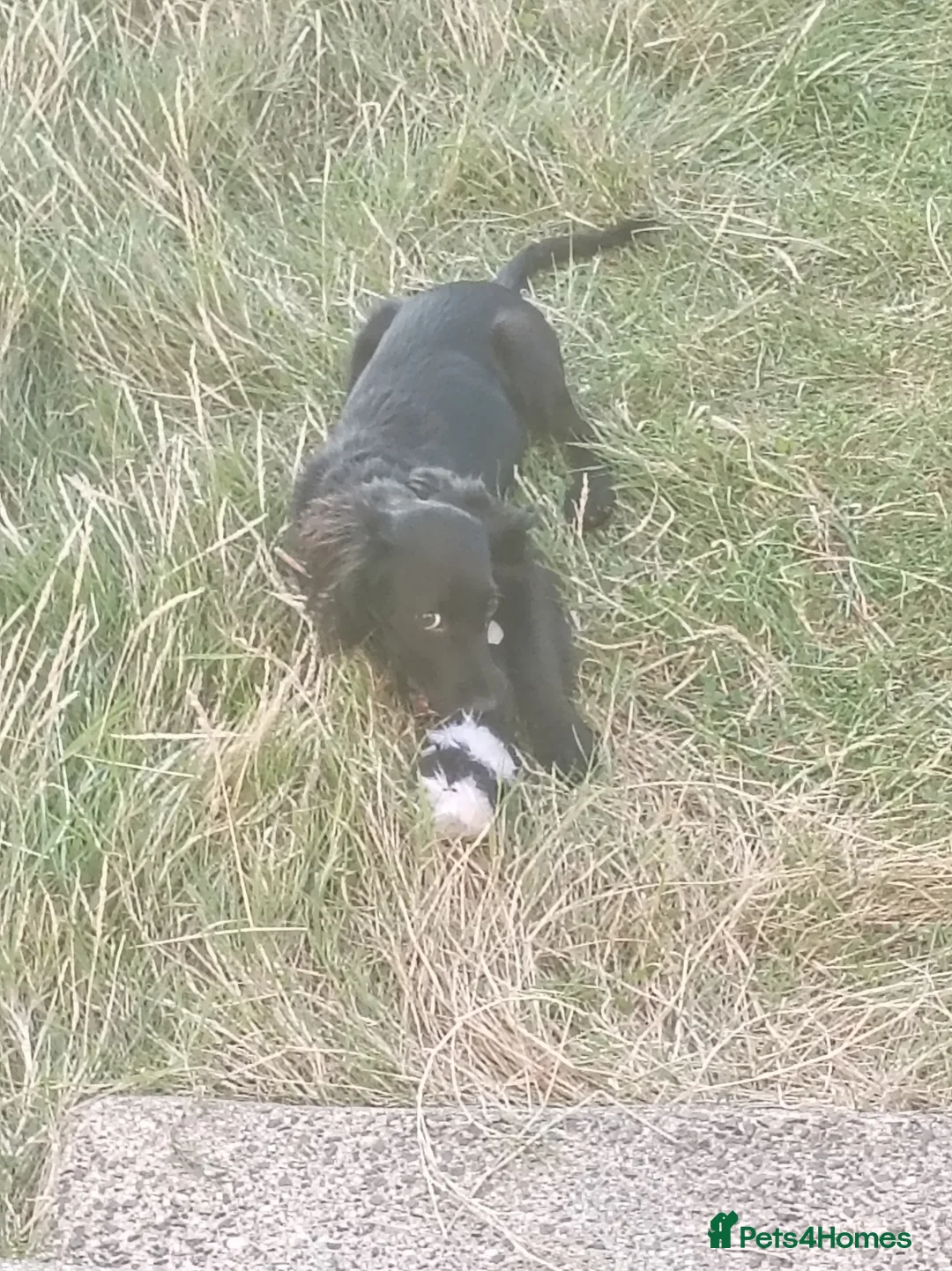 Cocker Spaniel dogs for sale: Cocker spaniel pup  - Advert 13