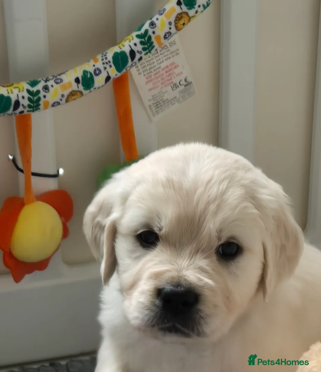 Golden Retriever dogs for sale: KC Registered Golden Retrievers - Advert 7