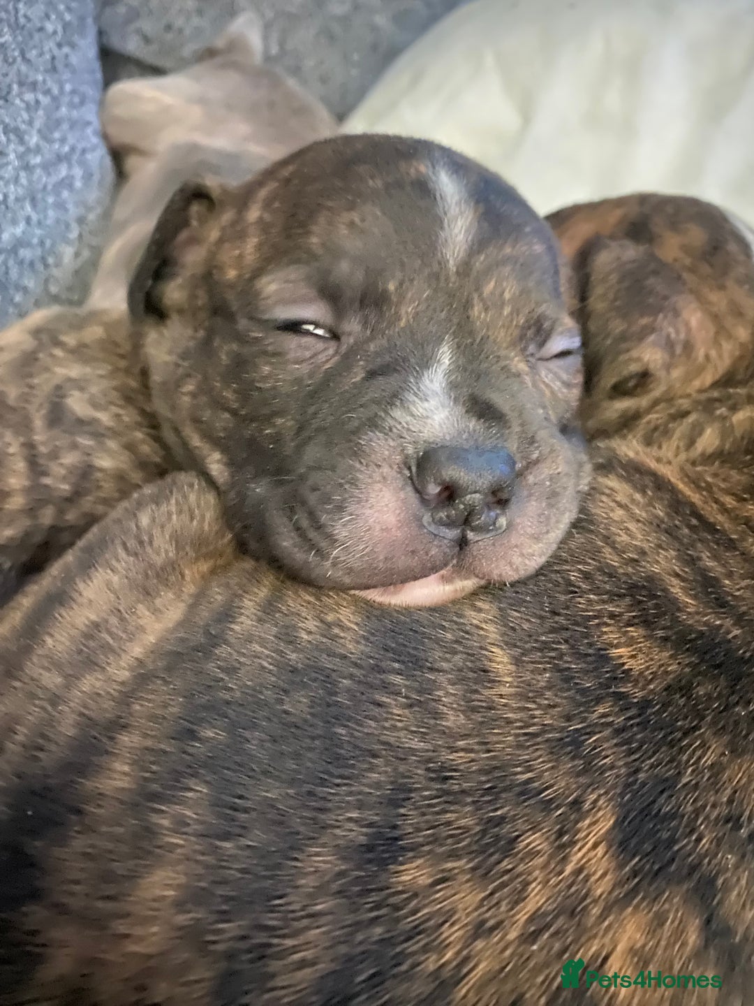 Staffordshire Bull Terrier dogs for sale: Female Staffy Pup  - Advert 5