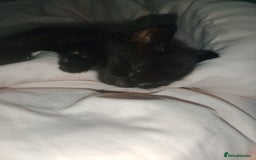 Mixed Breed cats for sale: Female Maincoone cross kitten  - Image 7