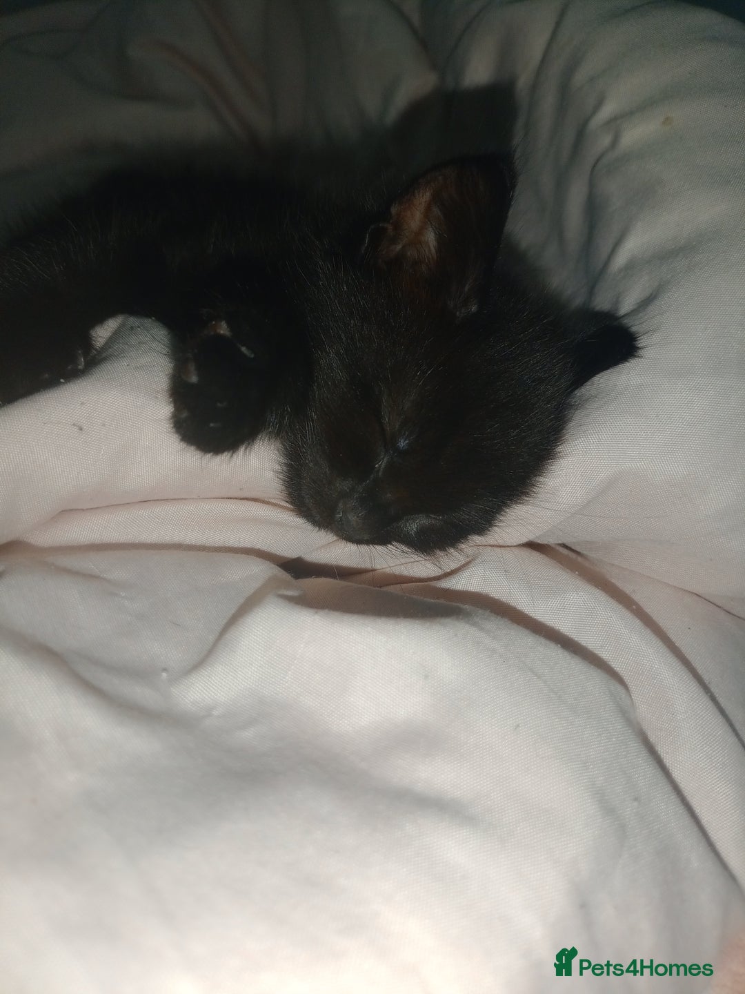 Mixed Breed cats for sale: Female Maincoone cross kitten  - Image 7