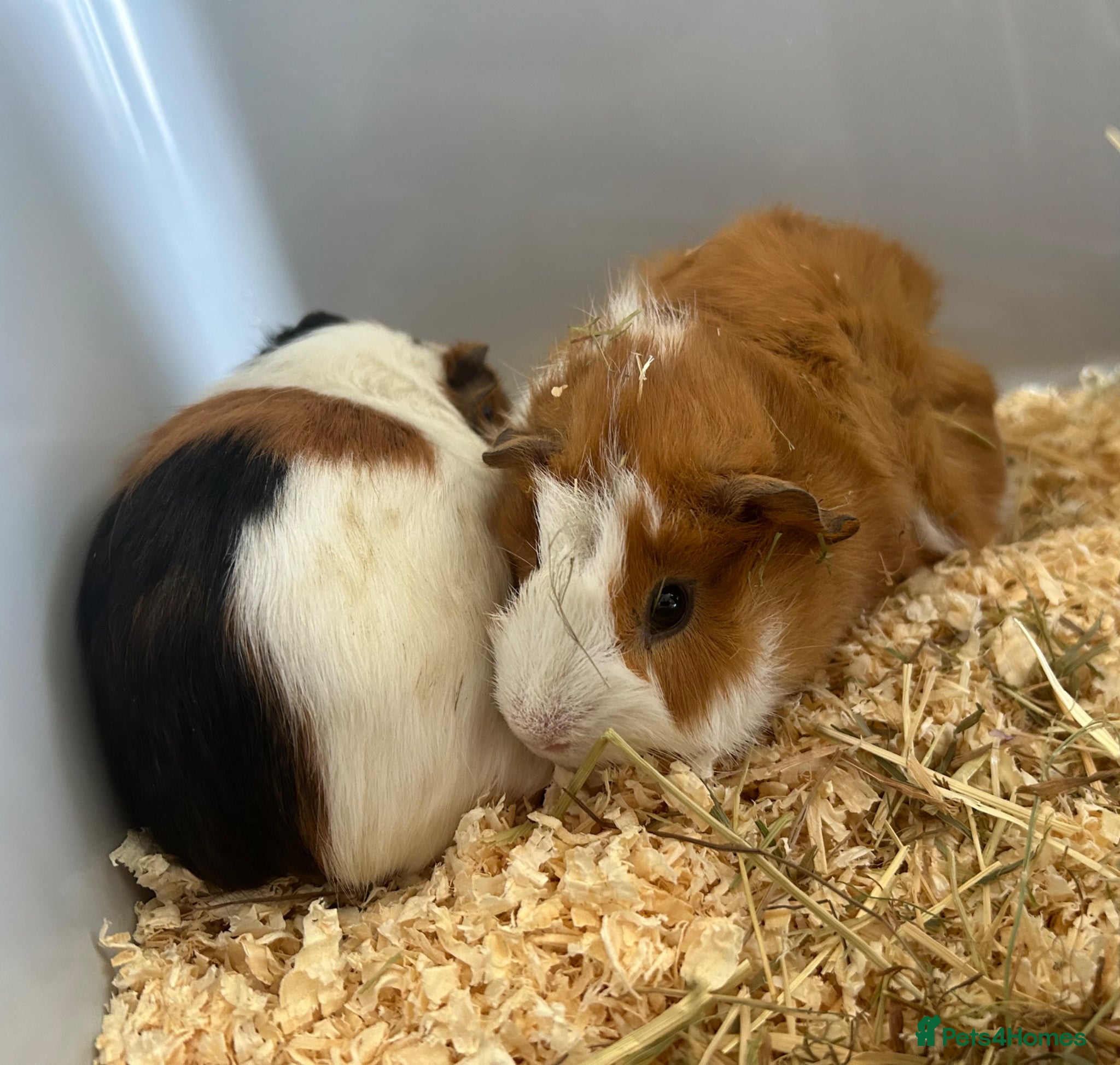 Guinea Pig rodents for sale: 2 female guinea pigs - Advert 4