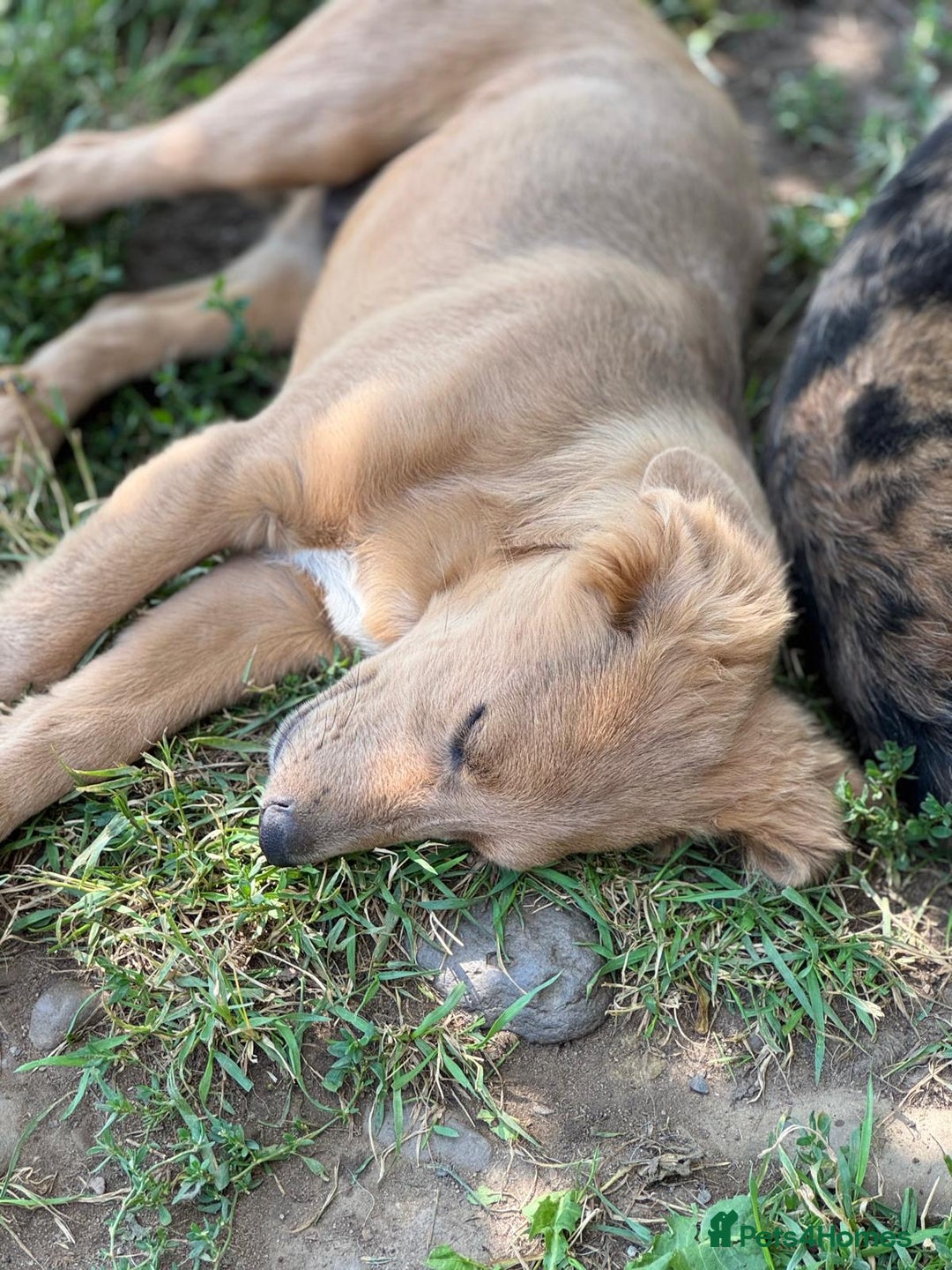 Mixed Breed dogs for adoption: THEO - a Superb Puppy Boy, for a Loving Home - Image 22
