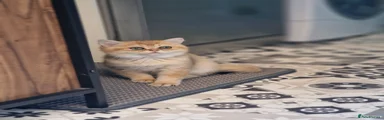 British Shorthair 1