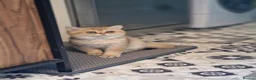 British Shorthair cats for sale: Stunning British Shorthair Golden Chinchilla - Advert 11