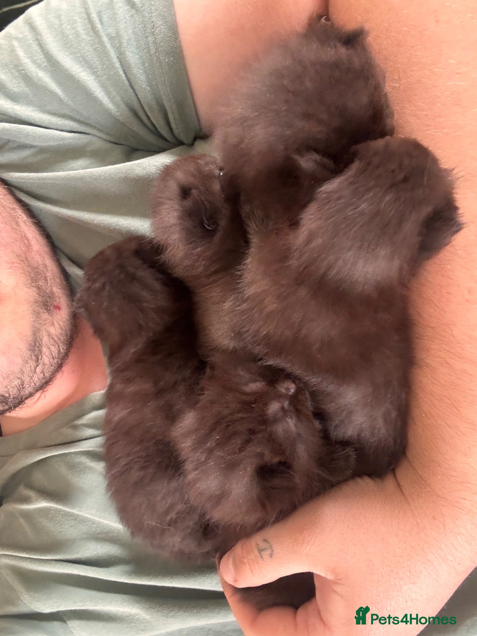 Mixed Breed cats 4 Black British Shorthair x Ragdoll - Advert 5