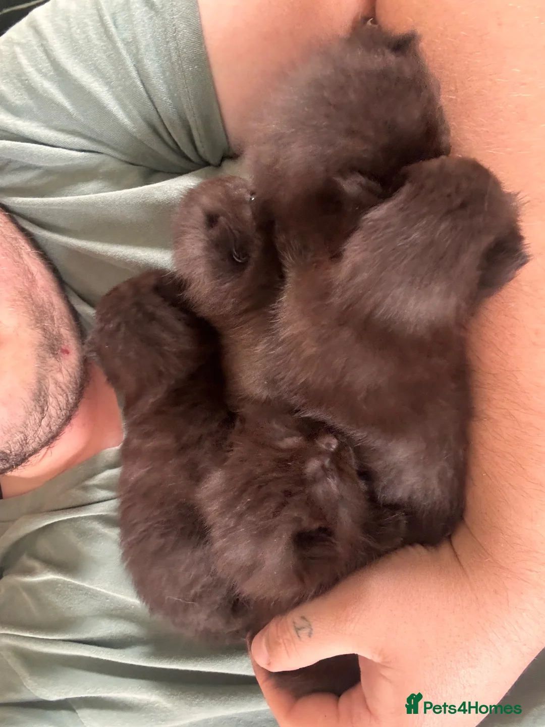 Mixed Breed cats for sale: 4 Black British Shorthair x Ragdoll - Advert 1