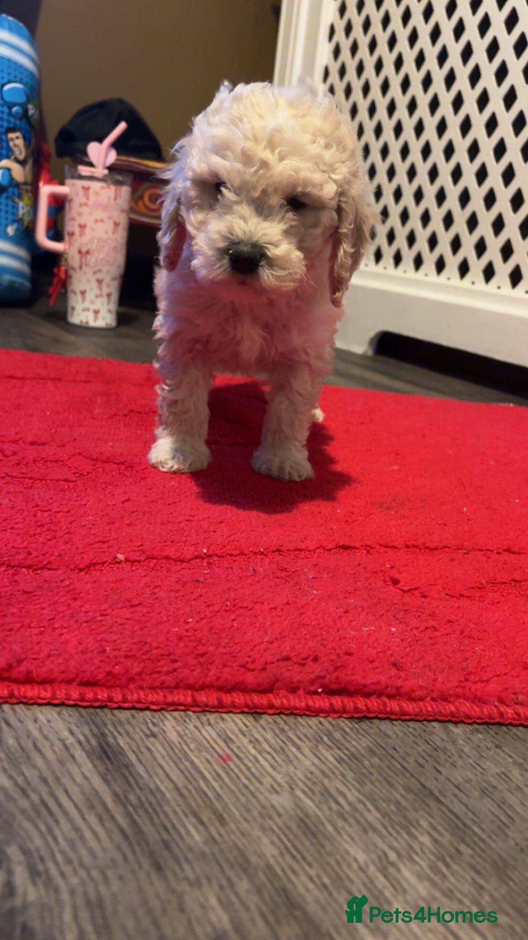 Miniature Poodle dogs for sale: Poodle puppies - Advert 2
