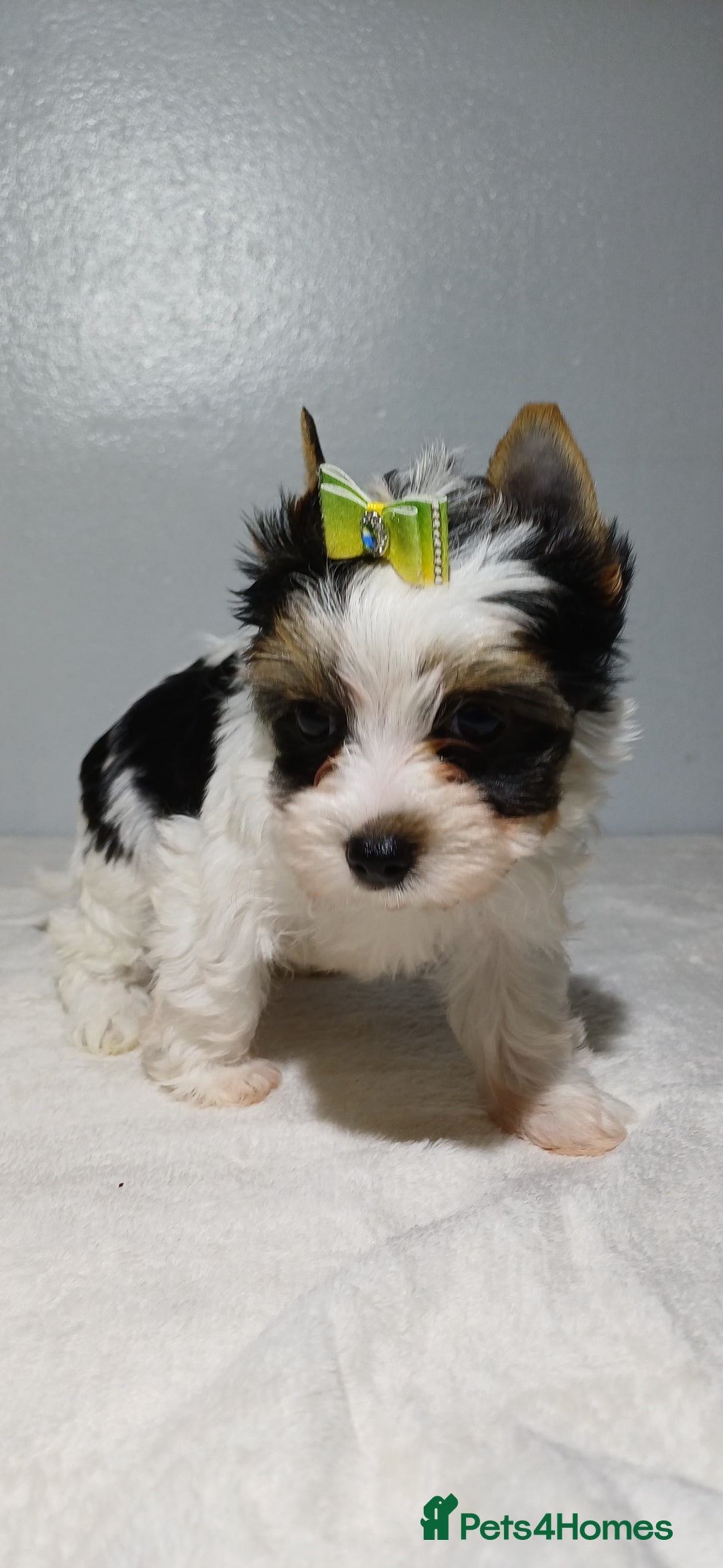 Yorkshire Terrier dogs for sale: 100% Biewer yorkshire-terrier Pedigree  - Advert 15