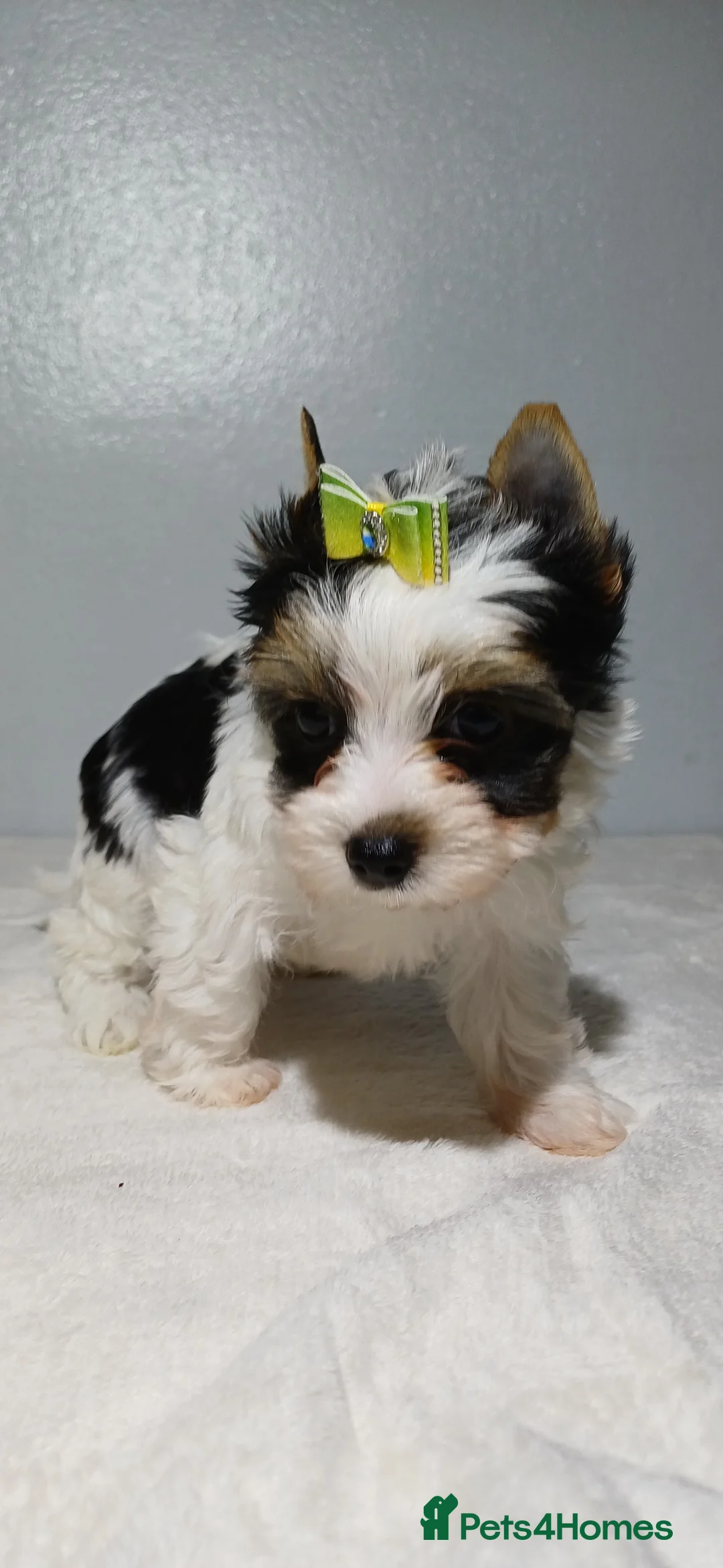 Yorkshire Terrier dogs for sale: 100% Biewer yorkshire-terrier Pedigree  - Advert 15