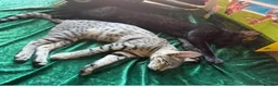 Savannah cats for sale: F4 & F5 1 year old Savannah cats  in South Croydon - Advert 3