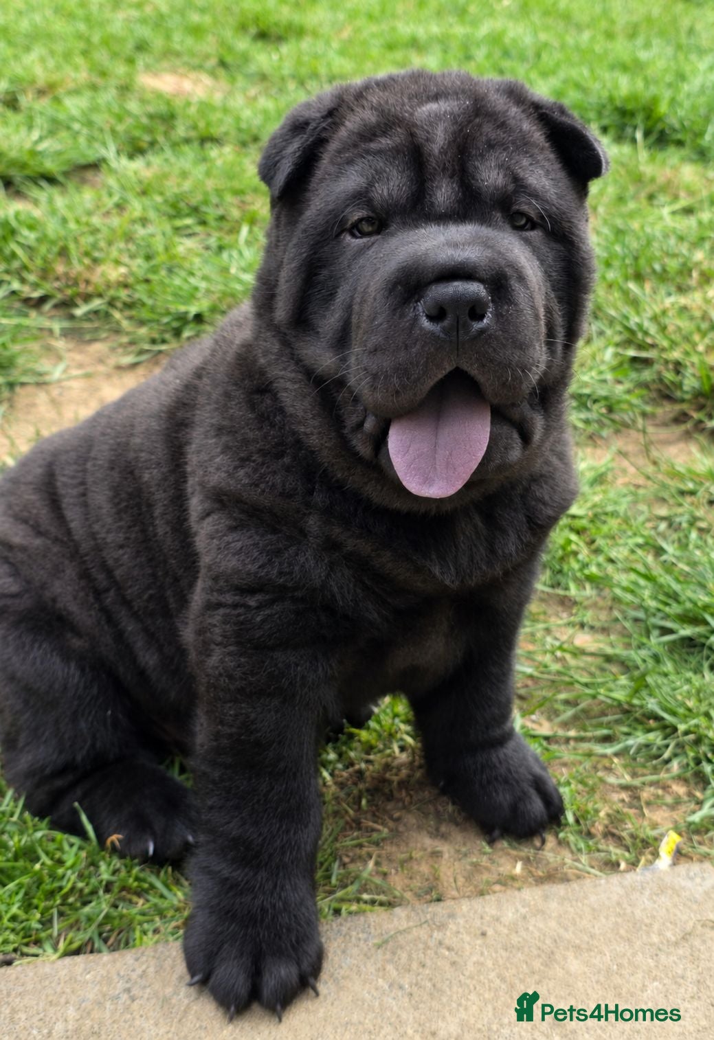 Mixed Breed dogs ChowPei Pups - Advert 12
