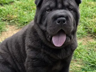 Mixed Breed dogs ChowPei Pups - Advert 1