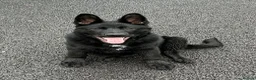 German Shepherd dogs for sale: TRAINED GERMAN SHEPARD  - Advert 10