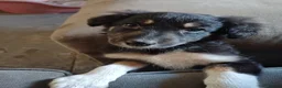 Border Collie dogs for sale: 9 week old Border Collie puppies - Advert 6