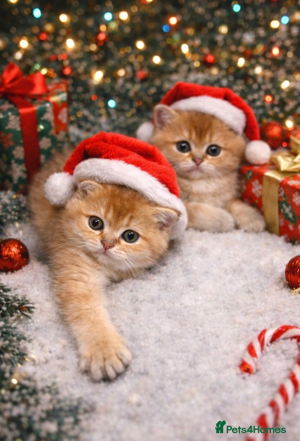 Scottish Fold cats Gold chinchilla baby’s available  - Advert 1