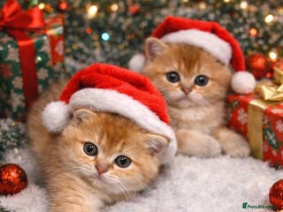 Scottish Fold cats Gold chinchilla baby’s available - Advert 2