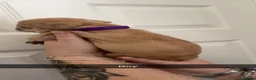 French Bulldog dogs for sale: Beautiful French Bulldogs - Advert 8