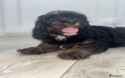 Cockapoo dogs for sale: Beautiful Cockapoo Puppies  - Image 13